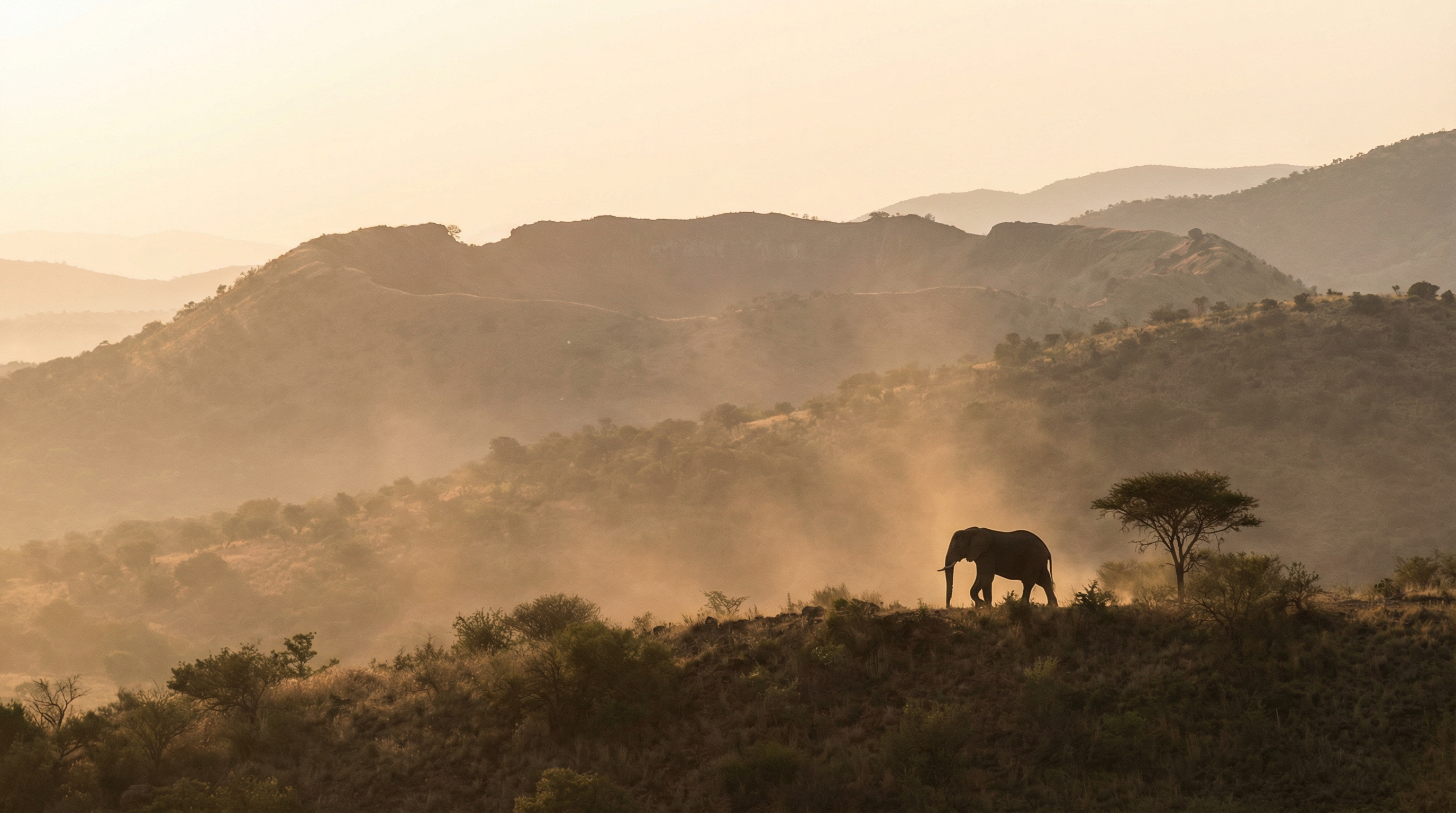 Elephant silhouette in Pilanesberg at dawn